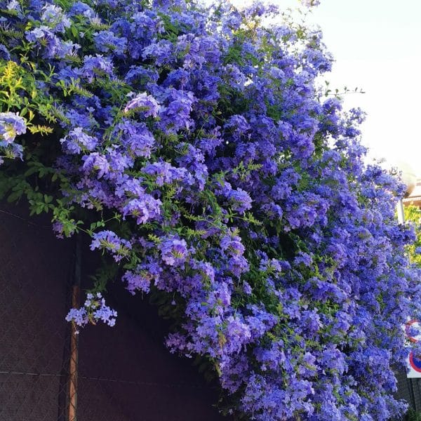 fleur du sud plantes méditerranéennes nice