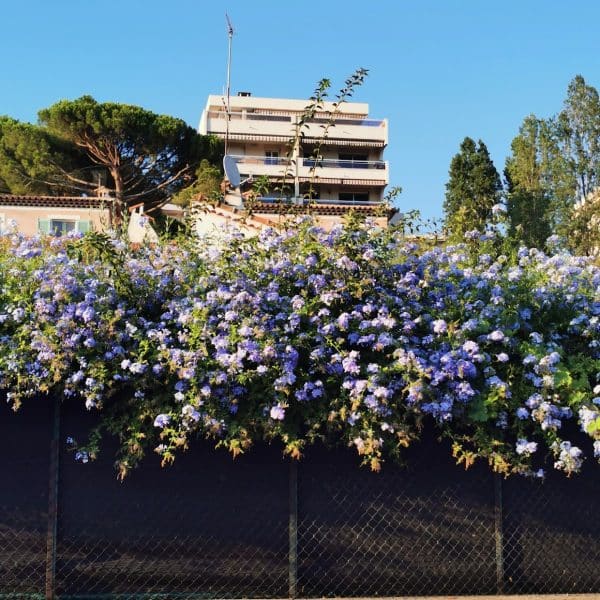 fleur du sud plantes méditerranéennes nice