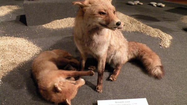 muséum d’histoire naturelle de Nice