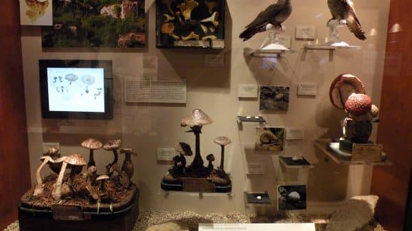 muséum d’histoire naturelle de Nice