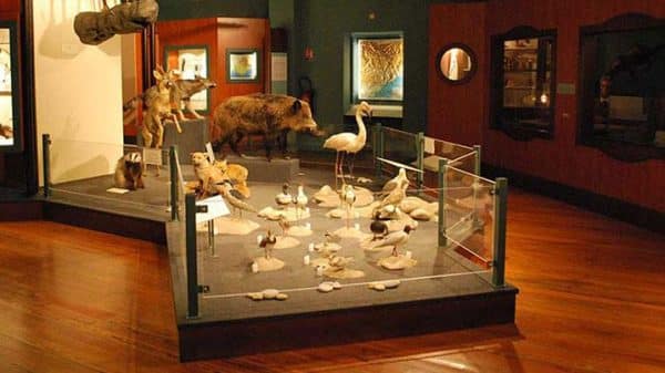 muséum d’histoire naturelle de Nice