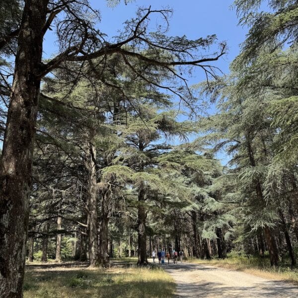 forêt des cèdres luberon provence
