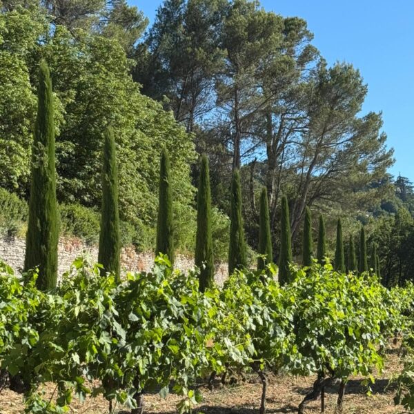 chateau la canorgue provence luberon