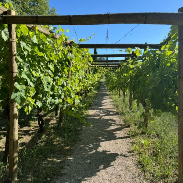 chateau la canorgue provence luberon